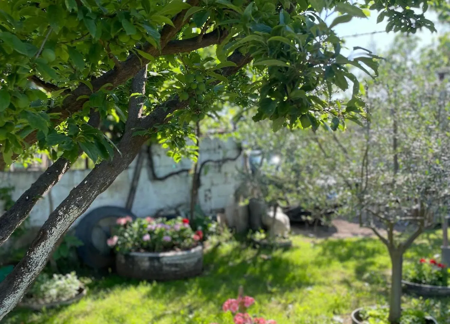 Guest House Miracle Garden Vlore 0*,