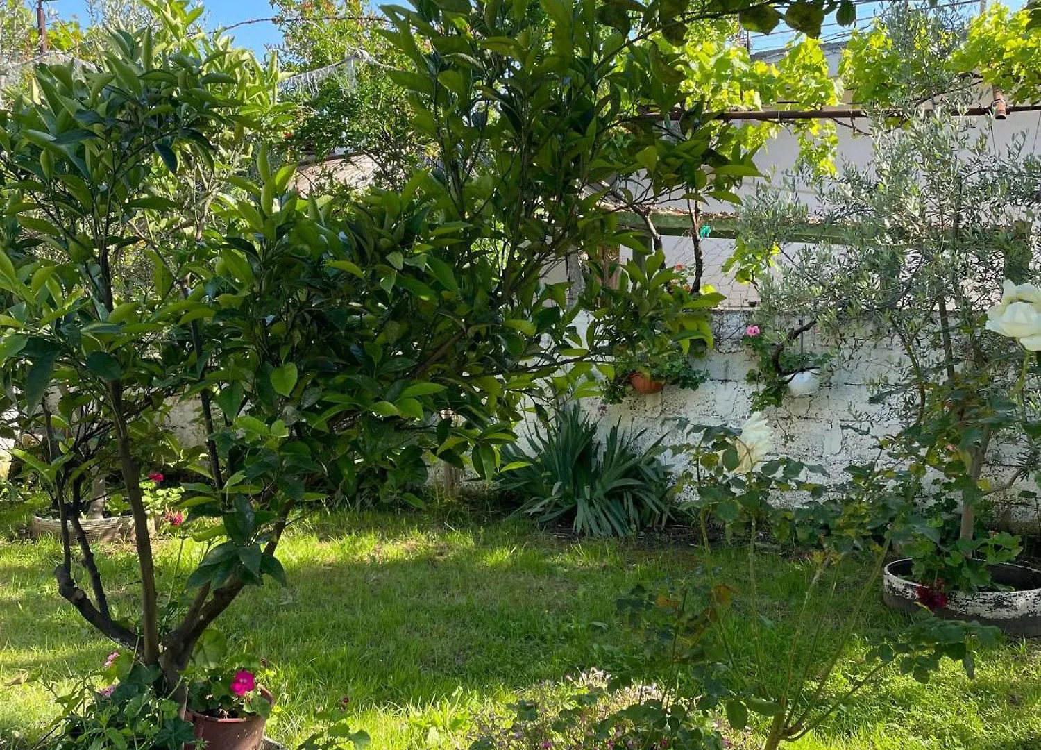 Guest House Miracle Garden Vlore Villa