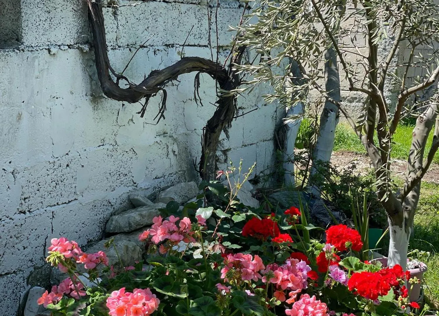 וילה Vlorë Guest House Miracle Garden אלבניה