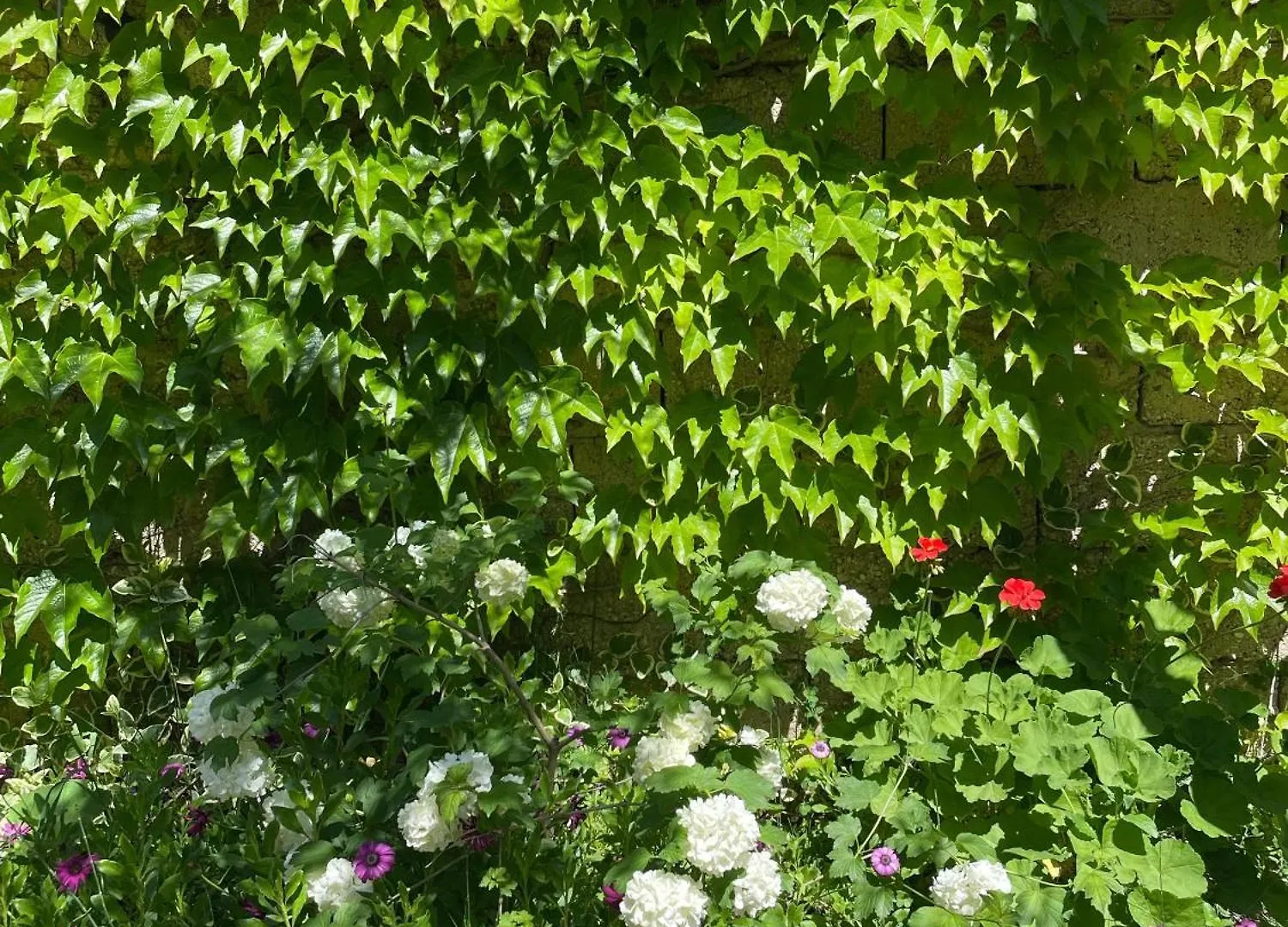 Guest House Miracle Garden Vlore Villa