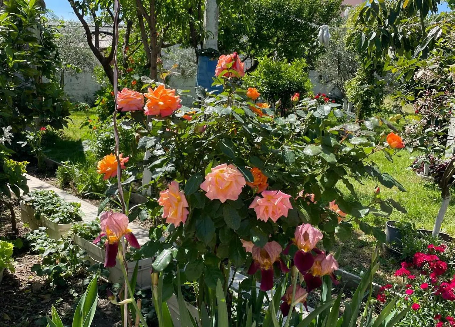 Vlorë Guest House Miracle Garden 0*,
