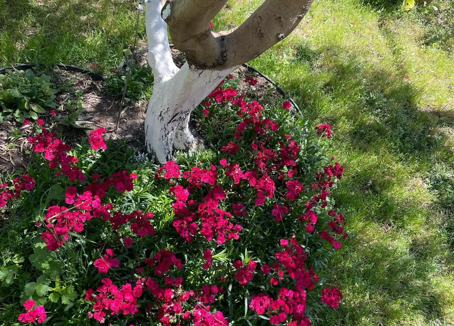 Guest House Miracle Garden Vlore Albania
